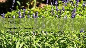  Presentation with beautiful spring flowers - Presentation design consisting of beautiful-garden-with-flowers-spring background and a gold colored foreground