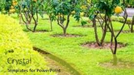  Presentation with hanoi - Theme consisting of beautiful-garden-with-pomelo-trees background and a yellow colored foreground