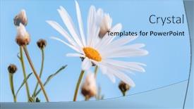  Presentation with gentle - PPT layouts enhanced with beautiful-gentle-white-daisy-flowers background and a light blue colored foreground