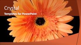  Presentation with flower - Colorful PPT theme enhanced with beautiful-gerbera-flower-on-black backdrop and a crimson colored foreground