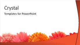  Presentation with daisy - Presentation theme enhanced with beautiful gerbera flowers isolated background and a white colored foreground