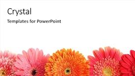  Presentation with white easter lily flowers - Beautiful presentation theme featuring beautiful gerbera flowers isolated backdrop and a white colored foreground