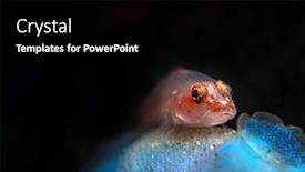  Presentation with develop - Slide set having beautiful-ghost-goby-guards background and a black colored foreground