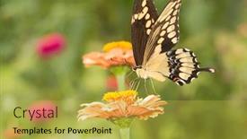  Presentation with butterfly - Slide set enhanced with beautiful giant swallowtail butterfly in summer garden background and a yellow colored foreground