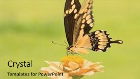 Presentation with orange butterfly - Theme with beautiful giant swallowtail butterfly on a pale orange zinnia with green background background and a yellow colored foreground