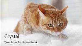  Presentation with snow cat - Colorful PPT layouts enhanced with beautiful ginger cat on snow backdrop and a light gray colored foreground