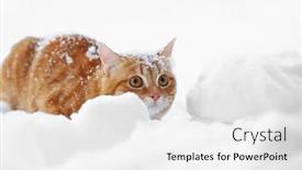  Presentation with snow cat - Cool new PPT theme with beautiful-ginger-cat-on-snow backdrop and a white colored foreground