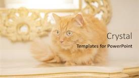  Presentation with long term care home - Audience pleasing presentation consisting of beautiful ginger long hair cat sitting on table at home backdrop and a coral colored foreground