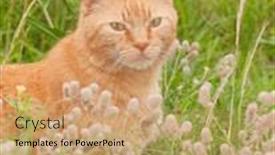  Presentation with tall - Cool new PPT theme with beautiful ginger tabby cat in tall grass with wildflowers looking at the viewer backdrop and a coral colored foreground