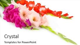  Presentation with flower - Colorful presentation enhanced with beautiful gladiolus flower close up backdrop and a white colored foreground