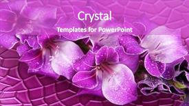  Presentation with purple - Amazing slide deck having beautiful gladiolus flower in water backdrop and a purple colored foreground