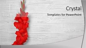  Presentation with flower beautiful lilac border - Cool new slides with beautiful gladiolus flower on wooden backdrop and a light gray colored foreground
