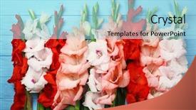  Presentation with rustic wood and flowers - Cool new presentation design with beautiful gladiolus flowers on color backdrop and a light blue colored foreground