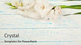  Presentation with flowers - Slide set featuring beautiful gladiolus flowers on wooden background and a light gray colored foreground