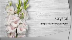  Presentation with rustic wood and flowers - Presentation theme consisting of beautiful gladiolus flowers on wooden background and a light gray colored foreground