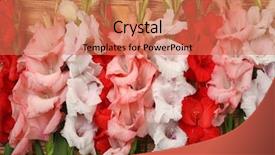  Presentation with flowers - Presentation theme having beautiful gladiolus flowers on wooden background and a coral colored foreground