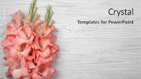  Presentation with rustic wood and flowers - Presentation theme with beautiful gladiolus flowers on wooden background and a light gray colored foreground