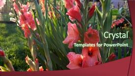  Presentation with streams summer - PPT layouts consisting of beautiful gladiolus in the garden background and a tawny brown colored foreground