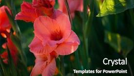  Presentation with can i design a garden - Beautiful slides featuring beautiful gladiolus in the garden backdrop and a black colored foreground