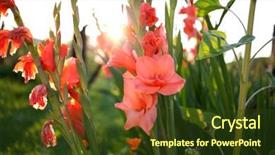 Presentation with garden - Slides having beautiful gladiolus in the garden background and a tawny brown colored foreground