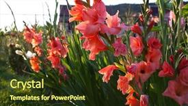  Presentation with summer flowers - Cool new slides with beautiful gladiolus in the garden backdrop and a tawny brown colored foreground