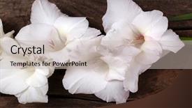  Presentation with table of contents - Cool new presentation design with beautiful gladiolus on table close backdrop and a  colored foreground