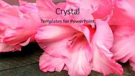 Presentation with rustic wood wooden frame - PPT theme with beautiful gladiolus on wooden background background and a coral colored foreground