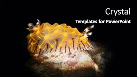  Presentation with gold - Amazing slide deck having beautiful-gold-laced-nudibranch-crawls backdrop and a black colored foreground