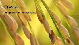  Presentation with rice grain - Slide deck featuring beautiful golden ear of rice background and a gold colored foreground