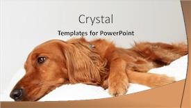  Presentation with irish - Slide deck with beautiful-golden-irish-dog-looking and a white colored foreground