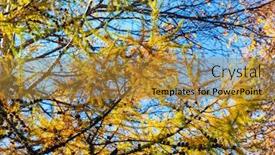  Presentation with fall mountains - Cool new theme with beautiful-golden-larches-in-mountains backdrop and a gold colored foreground