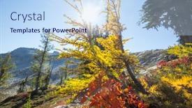  Presentation with fall mountains - Presentation theme having beautiful-golden-larches-in-mountains background and a sky blue colored foreground