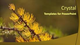  Presentation with fall mountains - Presentation theme having beautiful-golden-larches-in-mountains background and a tawny brown colored foreground