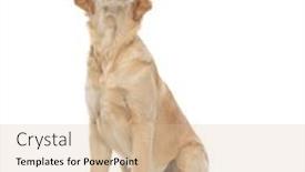  Presentation with golden - PPT theme with beautiful-golden-retriever-dog-barking background and a soft green colored foreground