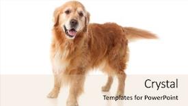  Presentation with beautiful golf courses - Theme with beautiful golden retriever dog breed background and a lemonade colored foreground
