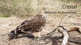  Presentation with beautiful green - Slide deck with beautiful graceful brown hawk background and a coral colored foreground