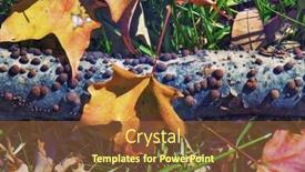  Presentation with fall color - PPT theme consisting of beautiful grass background with fall color branches and leaves background and a tawny brown colored foreground