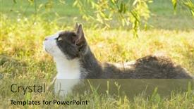  Presentation with willow tree - Slide deck consisting of beautiful-gray-and-white-cat background and a yellow colored foreground