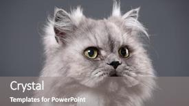  Presentation with persian - Slide deck enhanced with beautiful gray persian cat background and a gray colored foreground