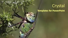  Presentation with dragonfly - Slide set consisting of beautiful-green-and-blue-dragonfly background and a tawny brown colored foreground
