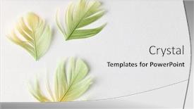  Presentation with pastel - PPT layouts consisting of beautiful-green-bird-feathers background and a white colored foreground
