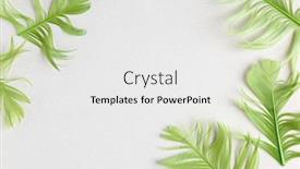  Presentation with beautiful green - Presentation theme consisting of beautiful-green-bird-feathers background and a white colored foreground