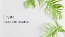  Presentation with pastel - Amazing slides having beautiful-green-bird-feathers backdrop and a white colored foreground