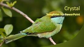  Presentation with green nature - Slides enhanced with beautiful-green-bird-in-wild background and a tawny brown colored foreground