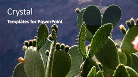  Presentation with beautiful green - PPT theme consisting of beautiful-green-cacti-growing background and a  colored foreground