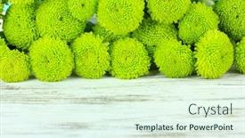  Presentation with chrysanthemum - 