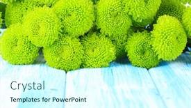  Presentation with chrysanthemum - 