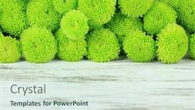  Presentation with chrysanthemum - 