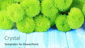  Presentation with chrysanthemum - Presentation design enhanced with beautiful green chrysanthemum on table close-up background and a cool aqua colored foreground