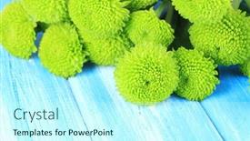  Presentation with chrysanthemum - 